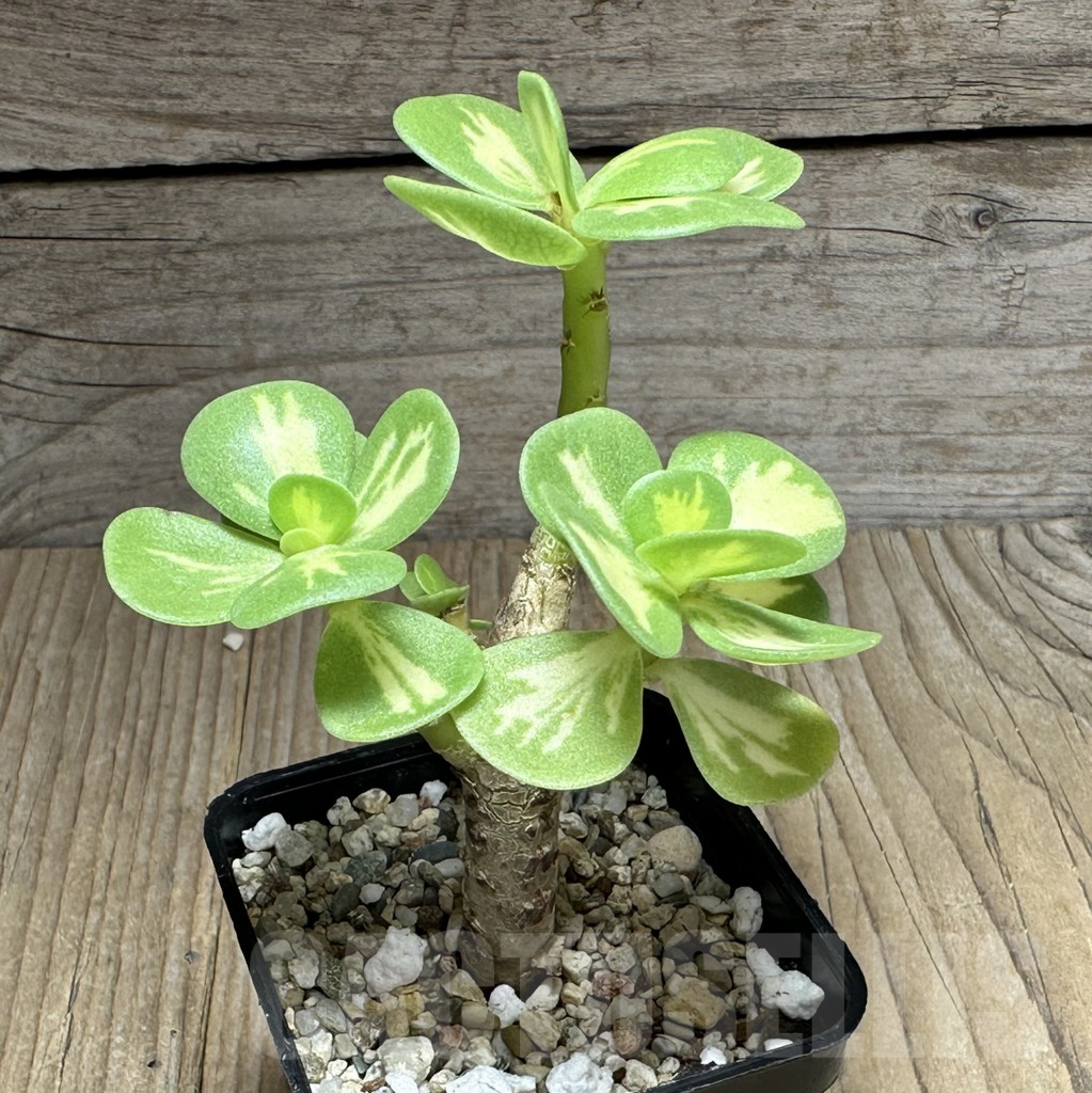 SHPR28596 Portulaca molokiniensis f. variegata - Image 2