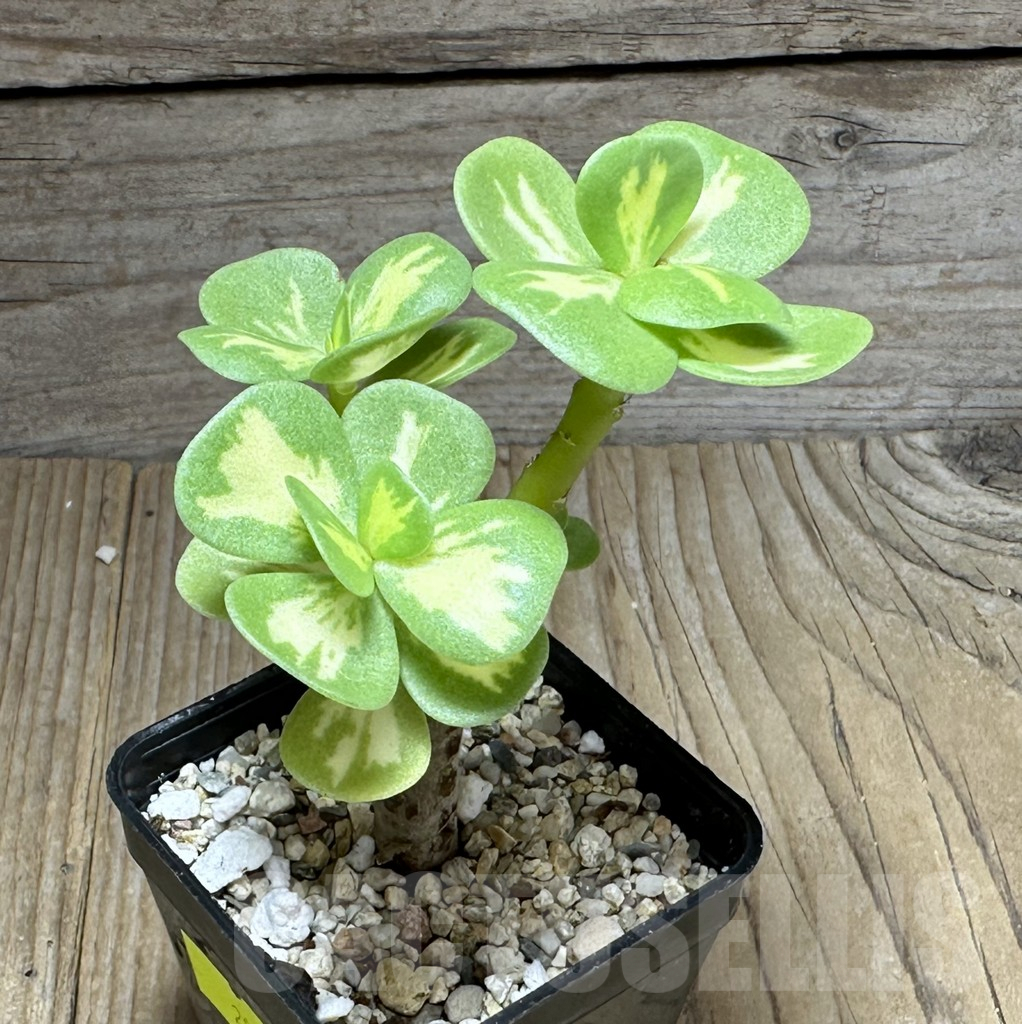 SHPR28596 Portulaca molokiniensis f. variegata