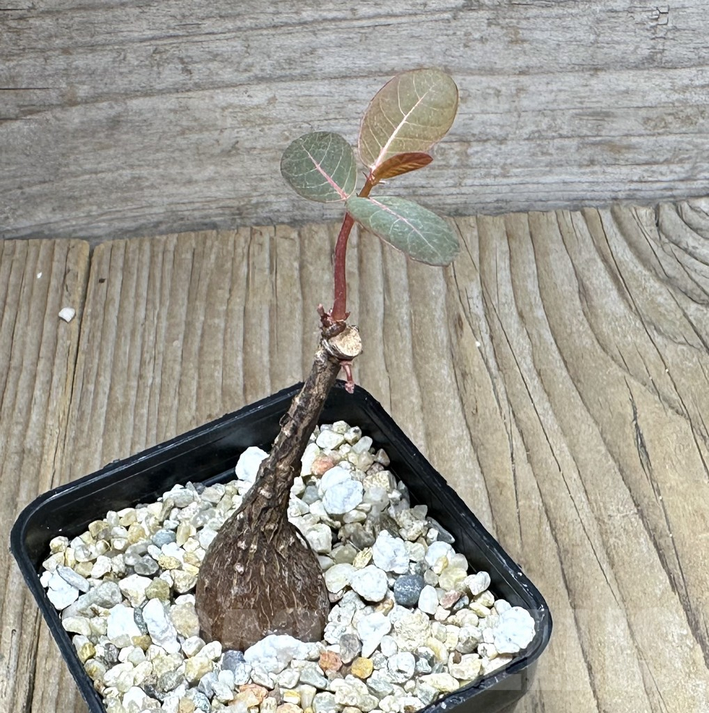 SHPR28597 Phyllanthus mirabilis