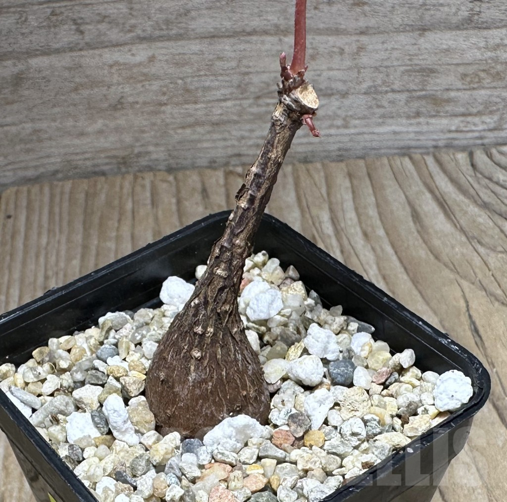 SHPR28597 Phyllanthus mirabilis - Image 2