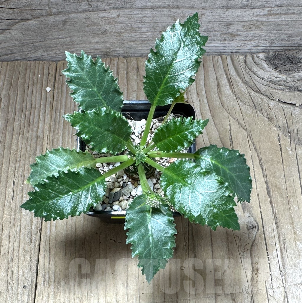 SHPR28601 Dorstenia horwoodii - Зображення 3