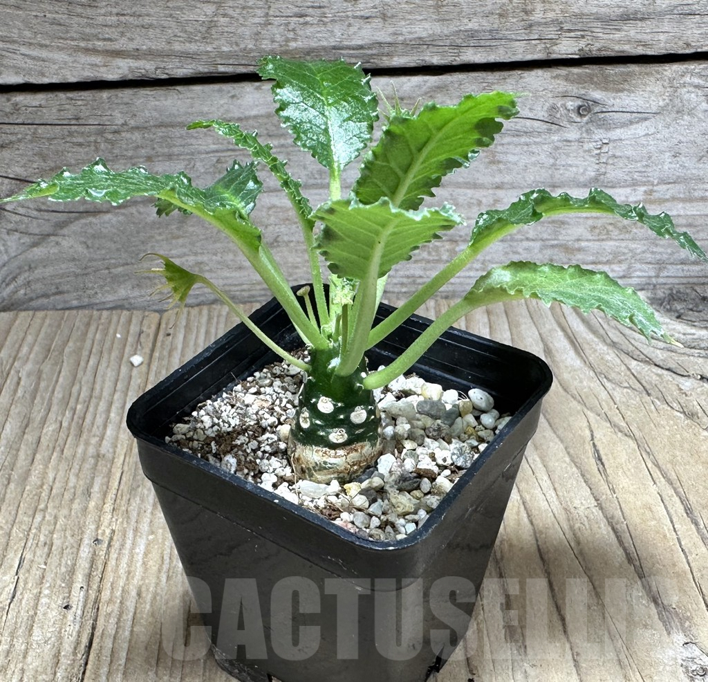 SHPR28601 Dorstenia horwoodii - Зображення 2