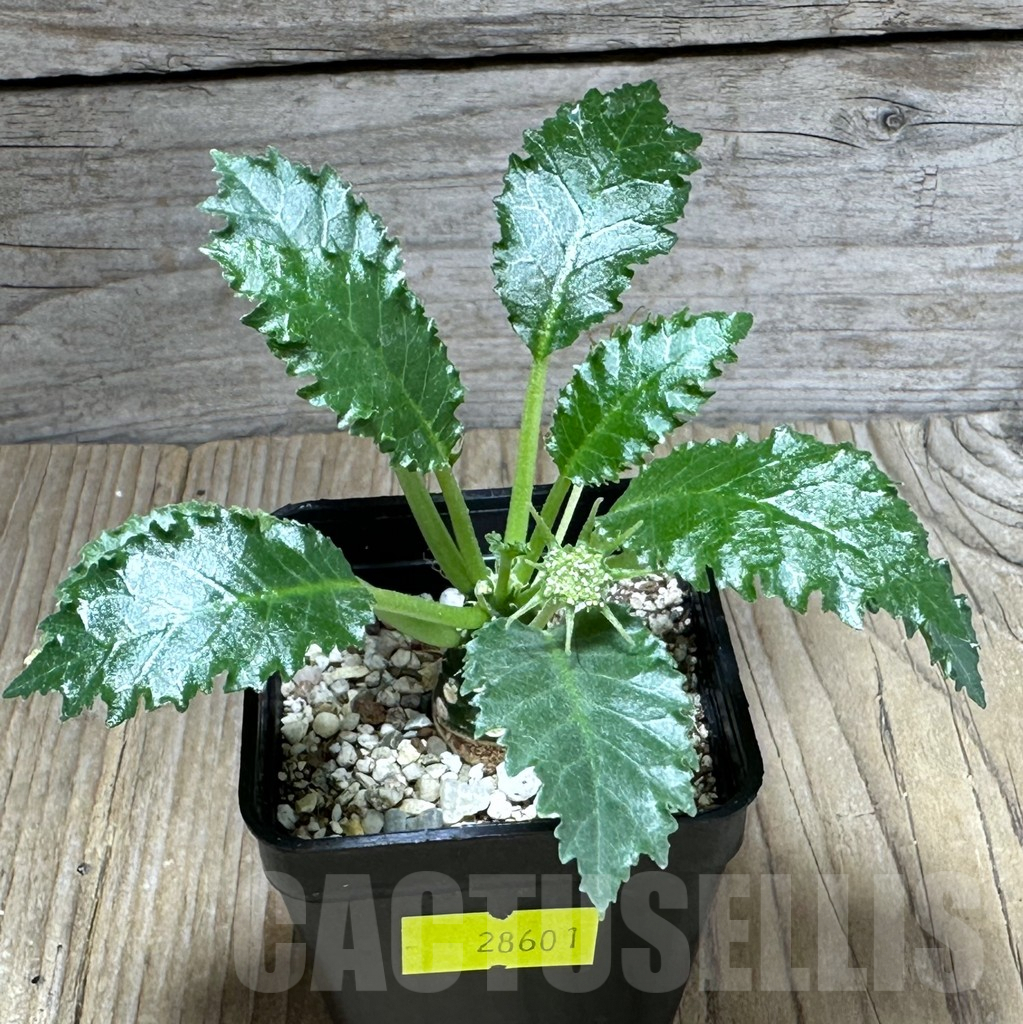 SHPR28601 Dorstenia horwoodii