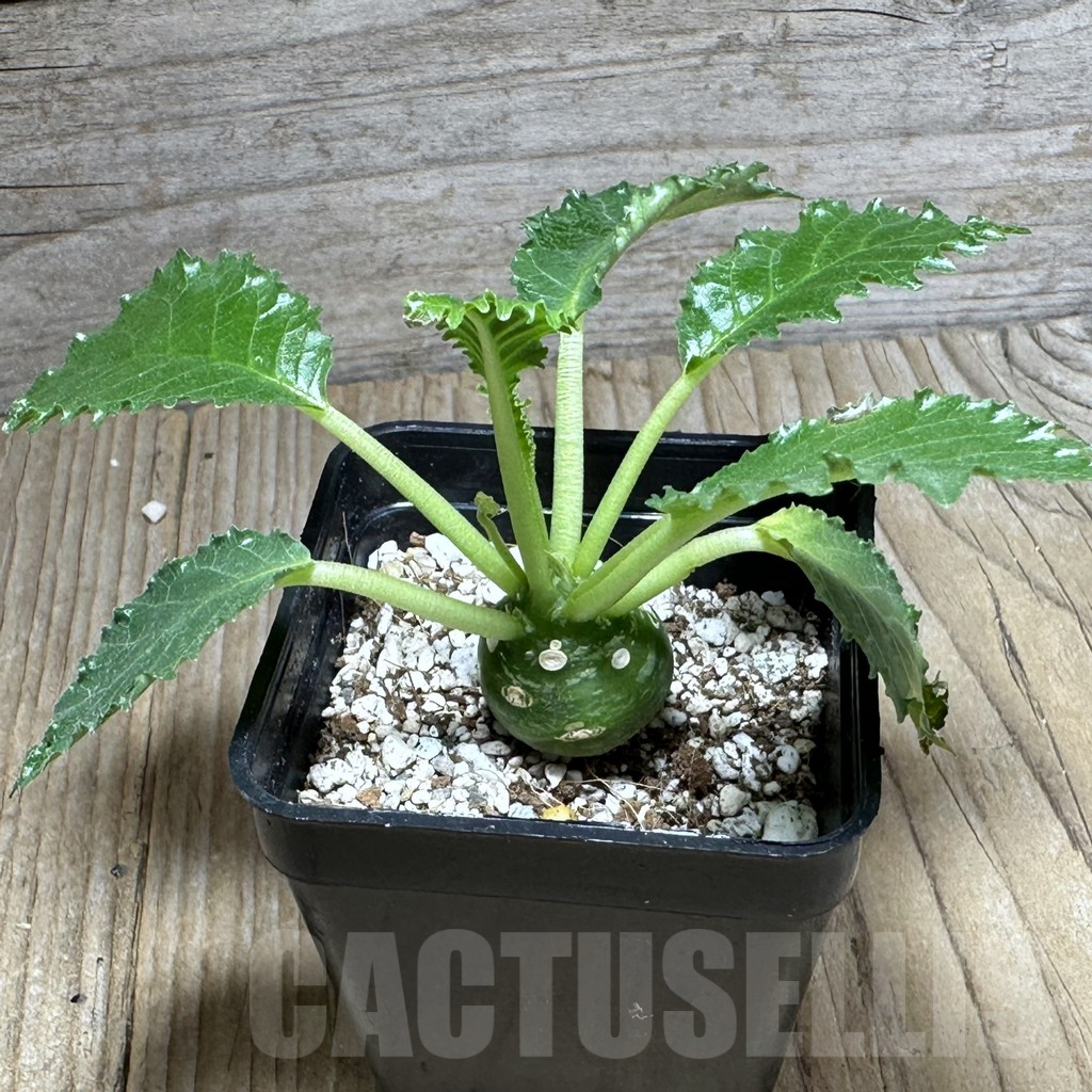 SHPR28602 Dorstenia horwoodii - Image 2