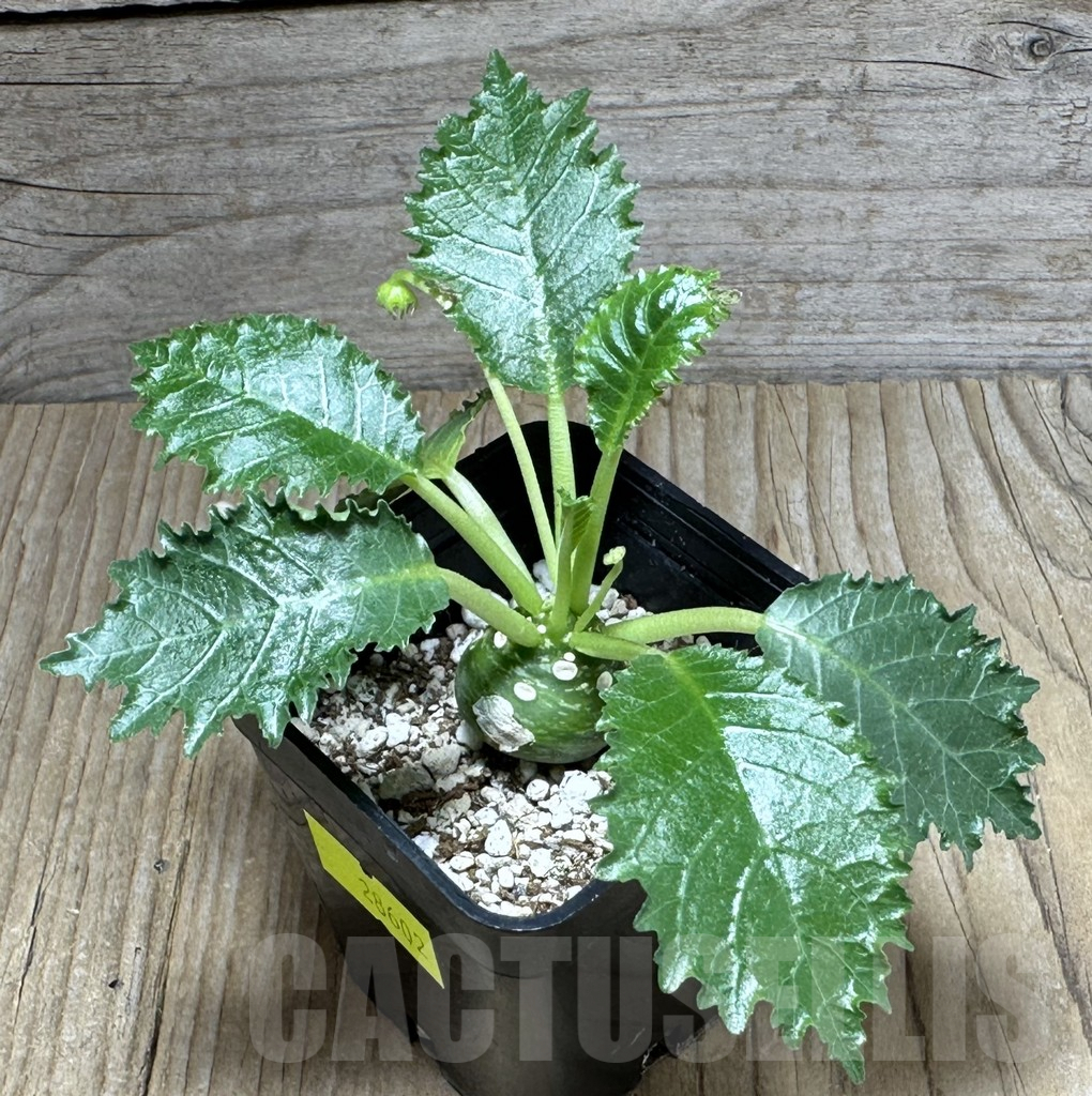 SHPR28602 Dorstenia horwoodii