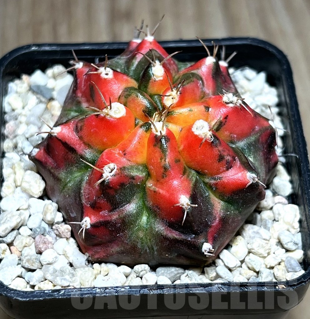 SHPR27957 Gymnocalycium mihanovichii T 31115
