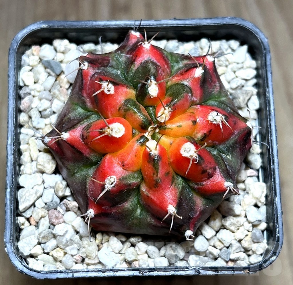 SHPR27957 Gymnocalycium mihanovichii T 31115 - Image 2