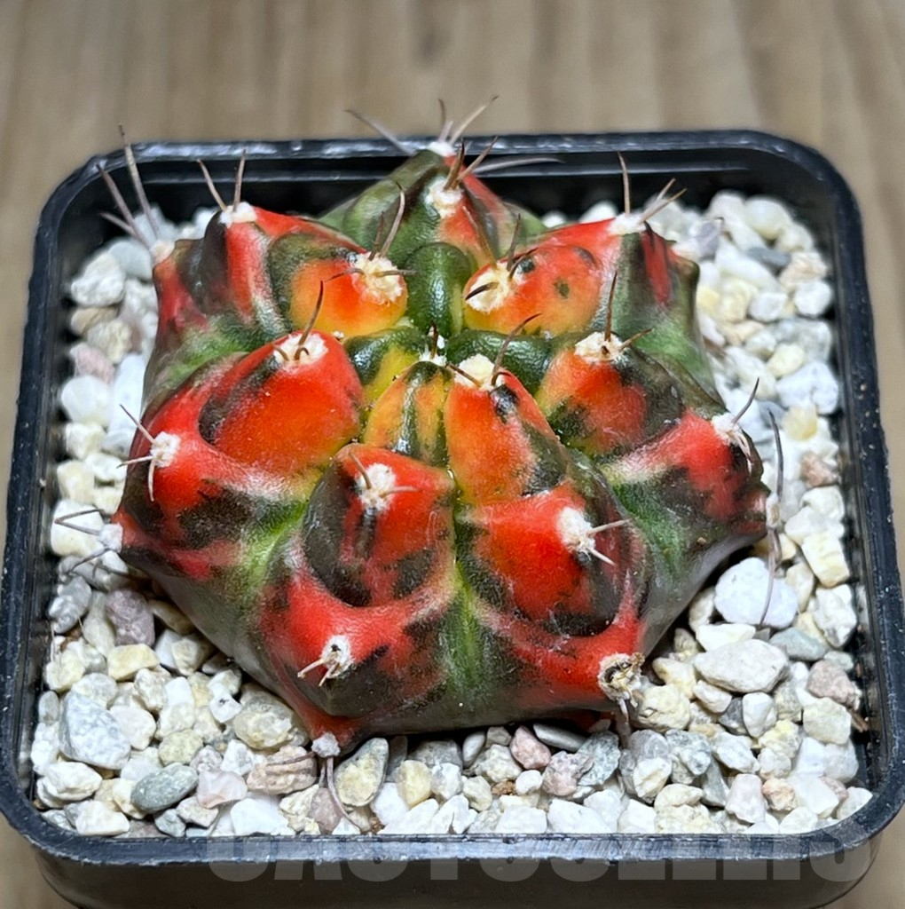 SHPR27958 Gymnocalycium mihanovichii T 31115