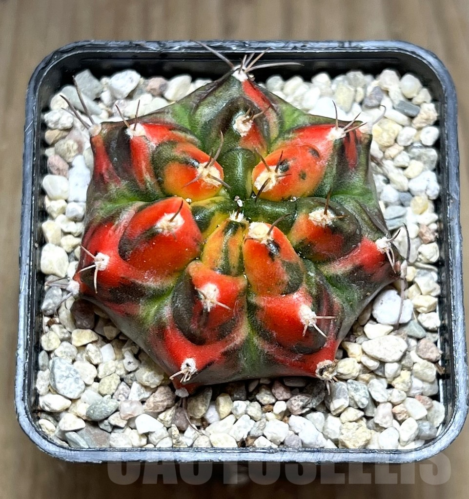 SHPR27958 Gymnocalycium mihanovichii T 31115 - Зображення 2