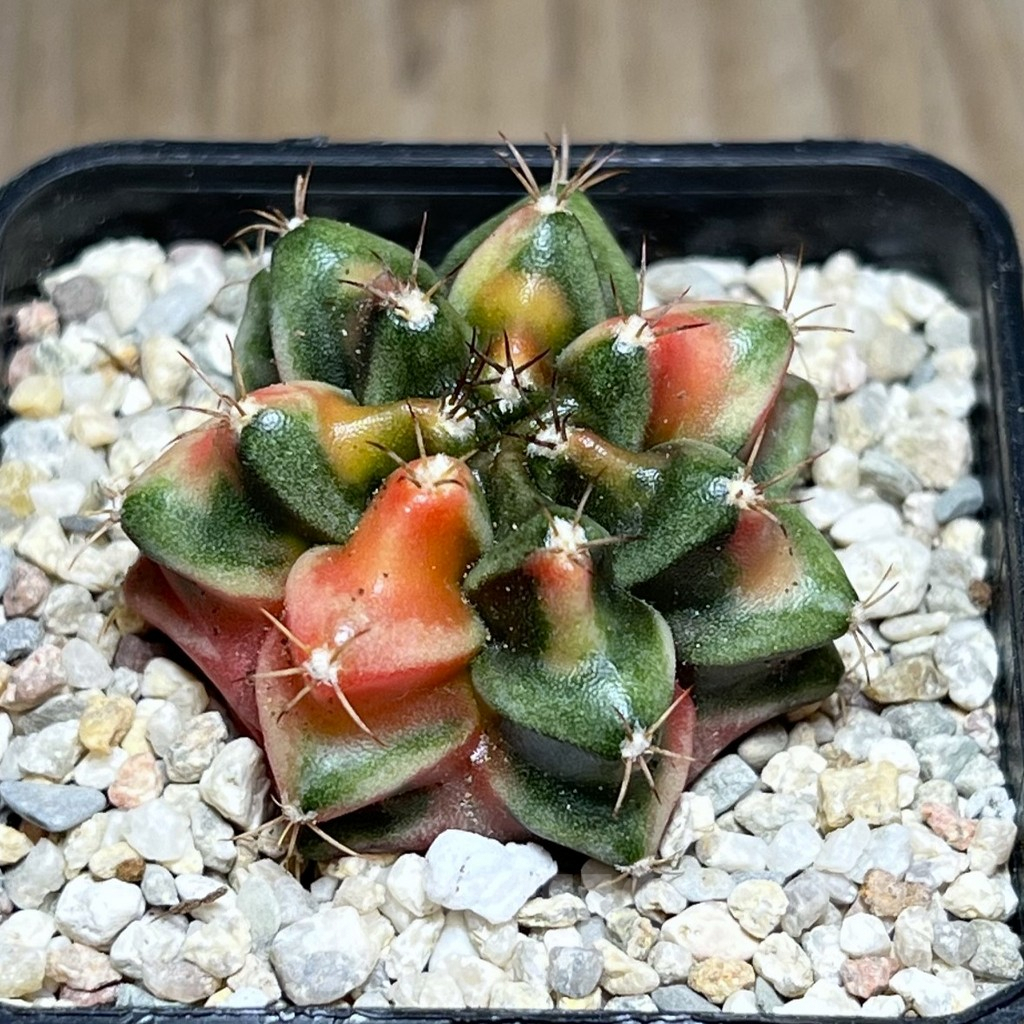 SHPR27959 Gymnocalycium mihanovichii ‘Ruby’