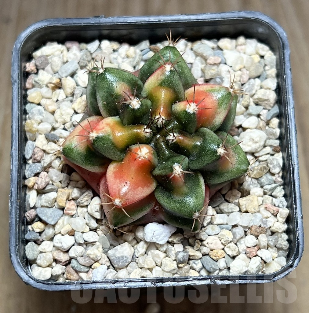 SHPR27959 Gymnocalycium mihanovichii ‘Ruby’ - Зображення 2