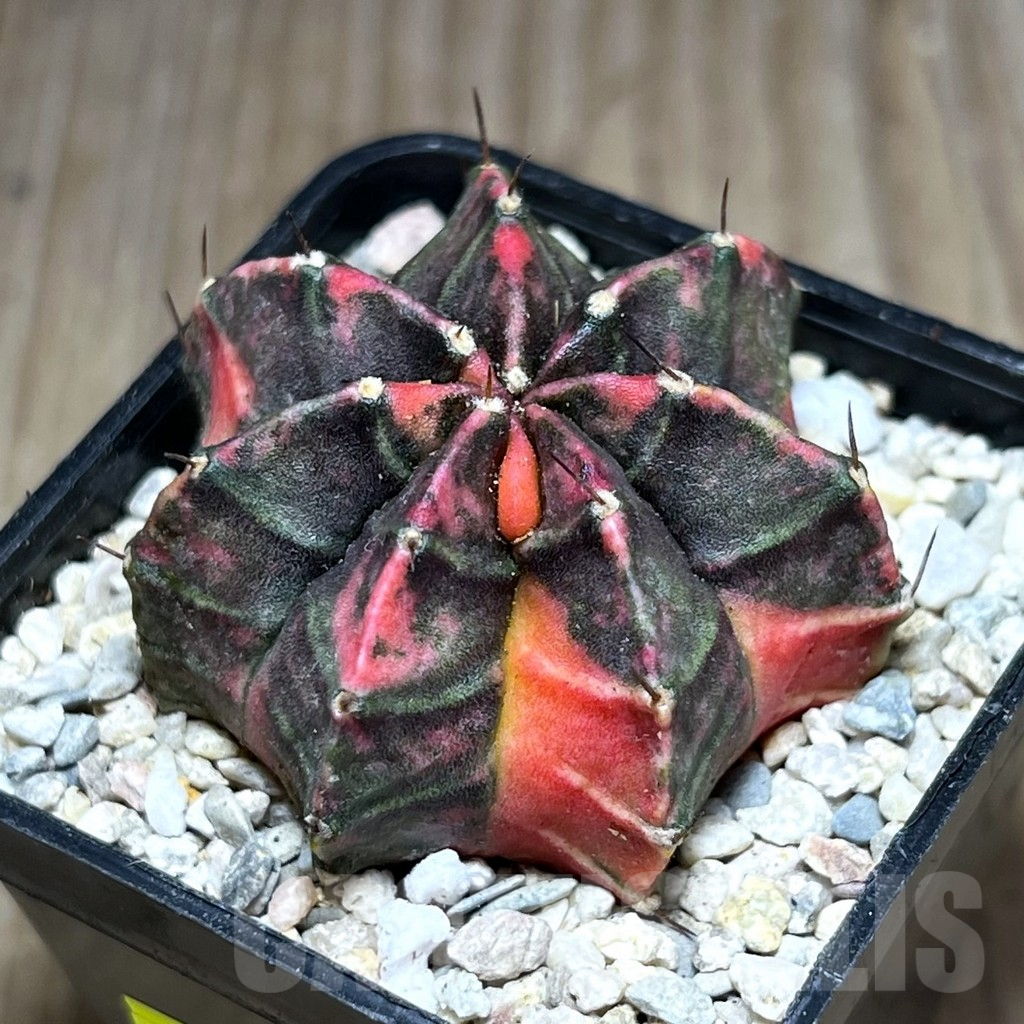 SHPR27960 Gymnocalycium mihanovichii ‘Five Work’