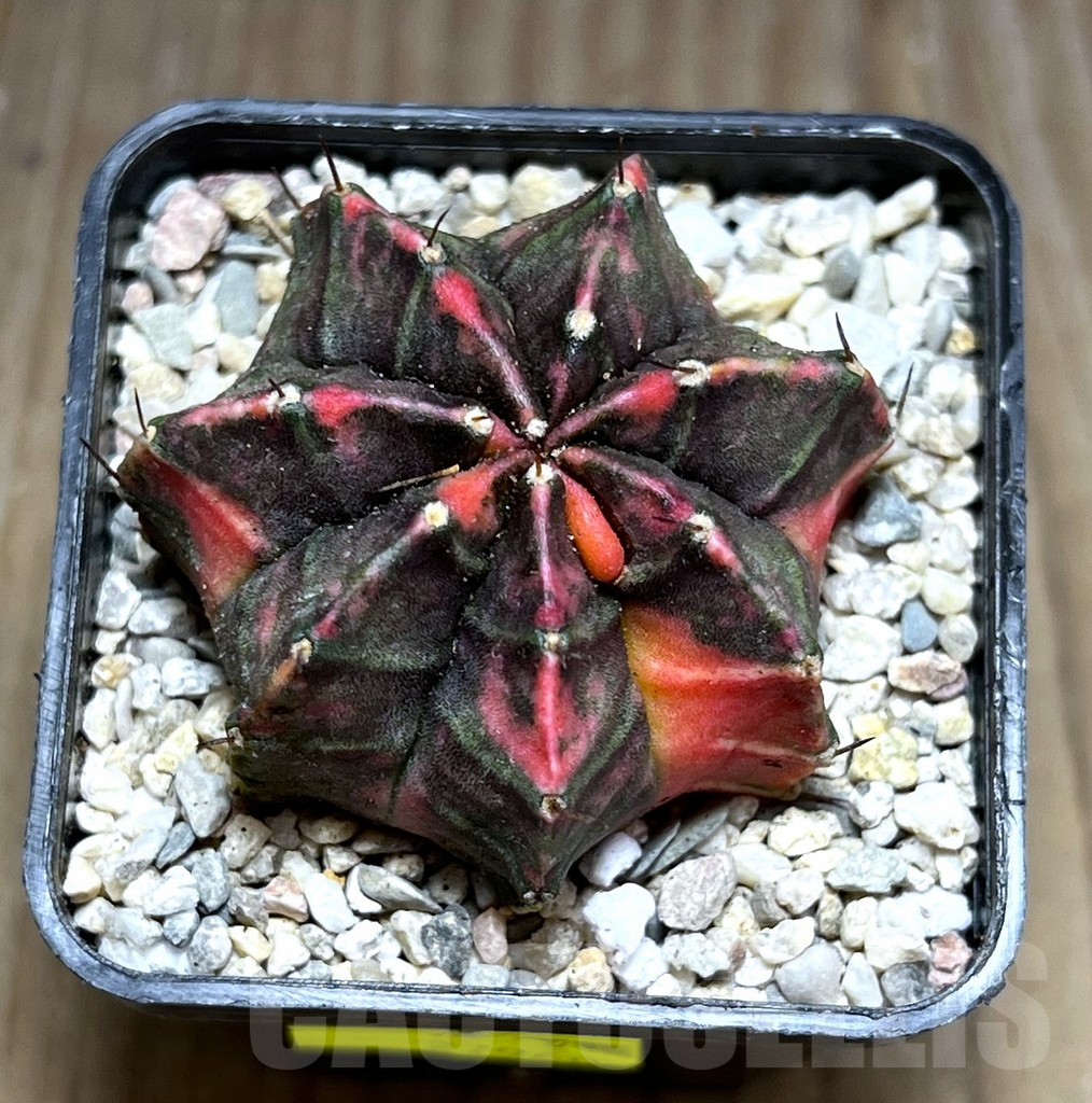 SHPR27960 Gymnocalycium mihanovichii ‘Five Work’ - Зображення 2