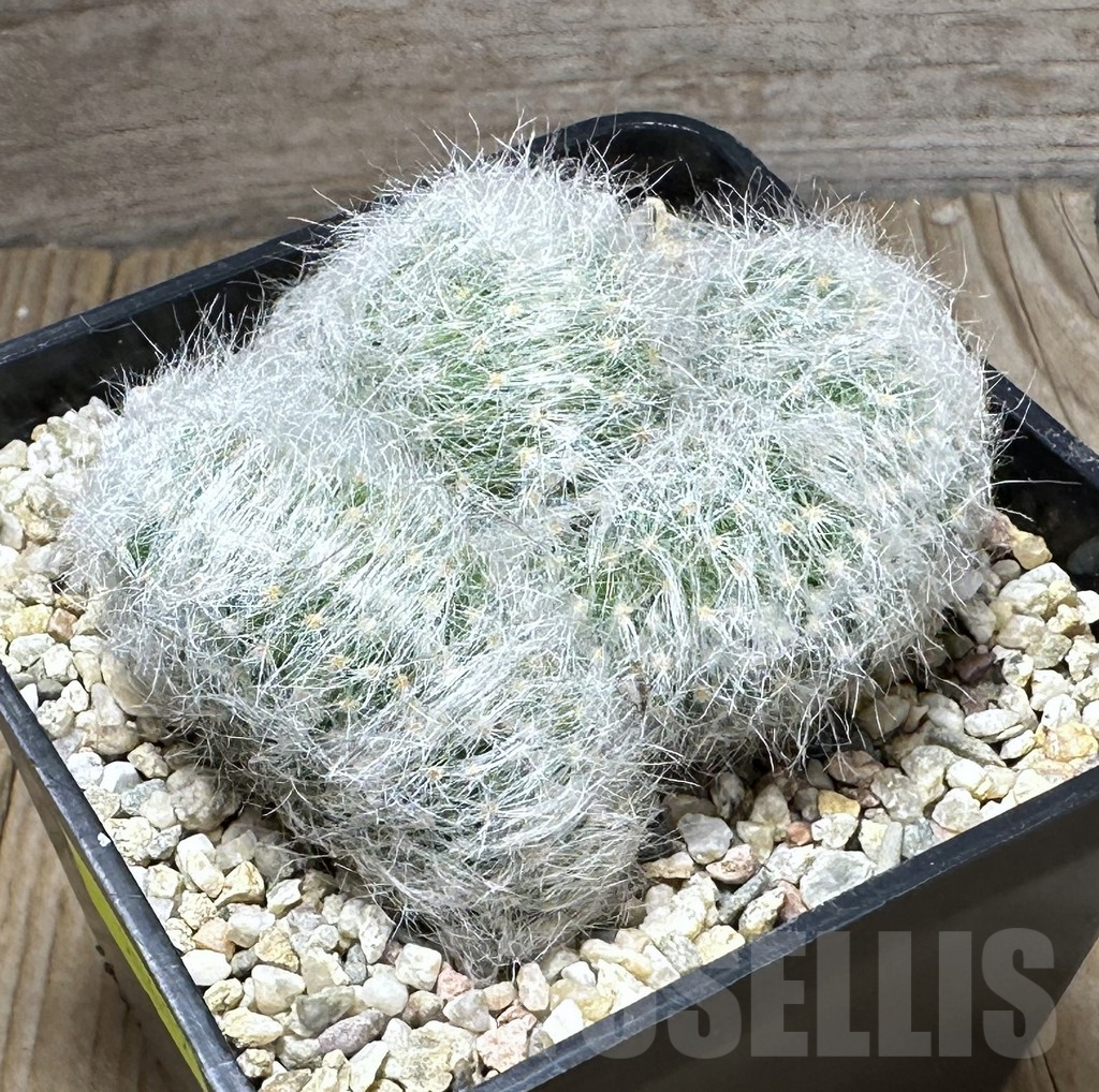 SHPR28612 Mammillaria baumii f. cristata