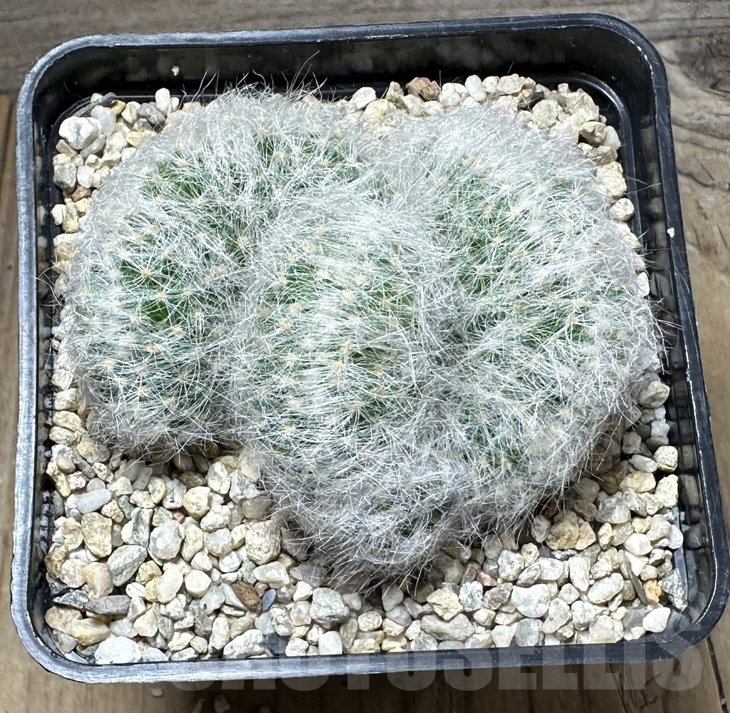SHPR28612 Mammillaria baumii f. cristata - Image 2