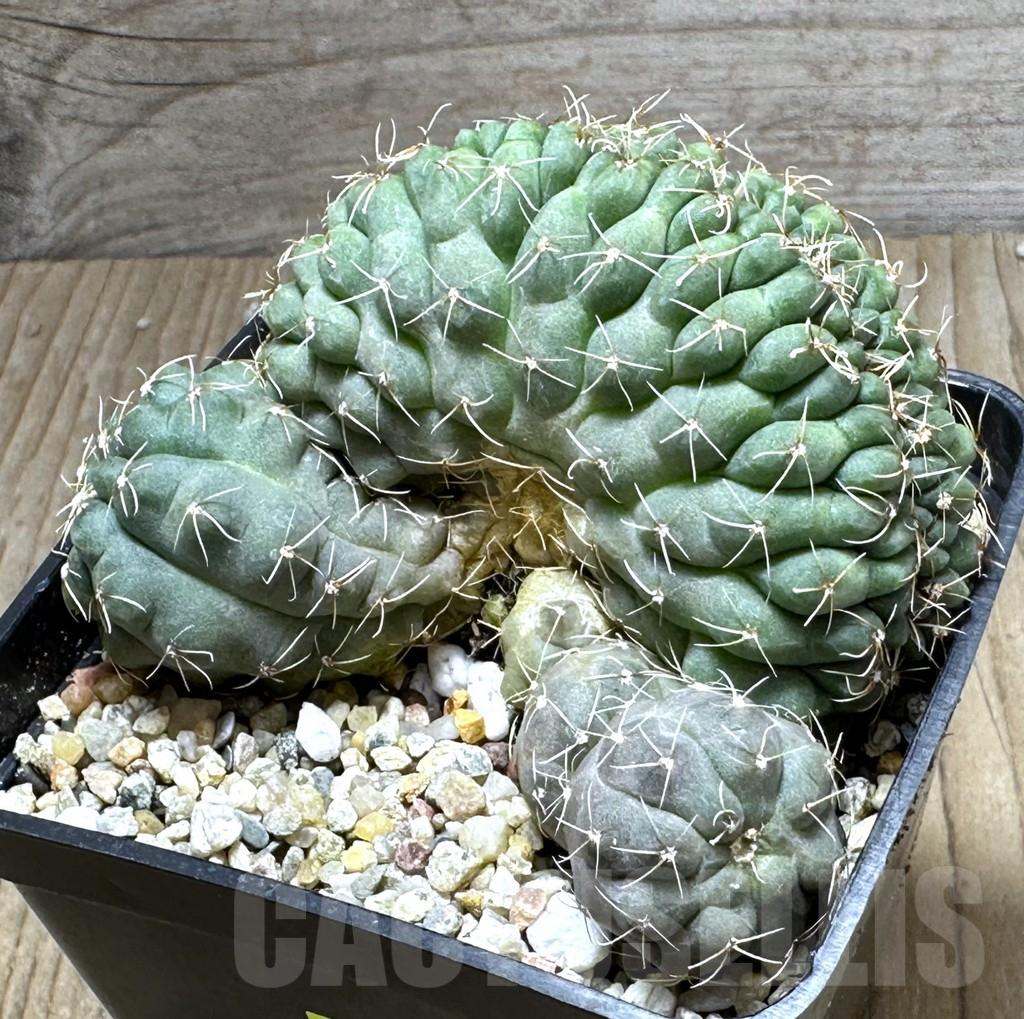 SHPR28613 Gymnocalycium baldianum f. cristata