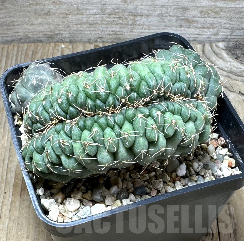 SHPR28613 Gymnocalycium baldianum f. cristata - Image 2