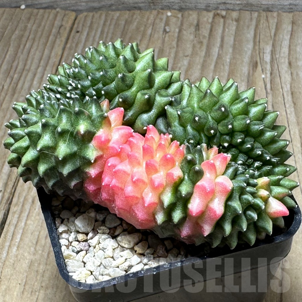 SHPR28614 Gymnocalycium mihanovichii ‘inermis’ f. cristata variegata