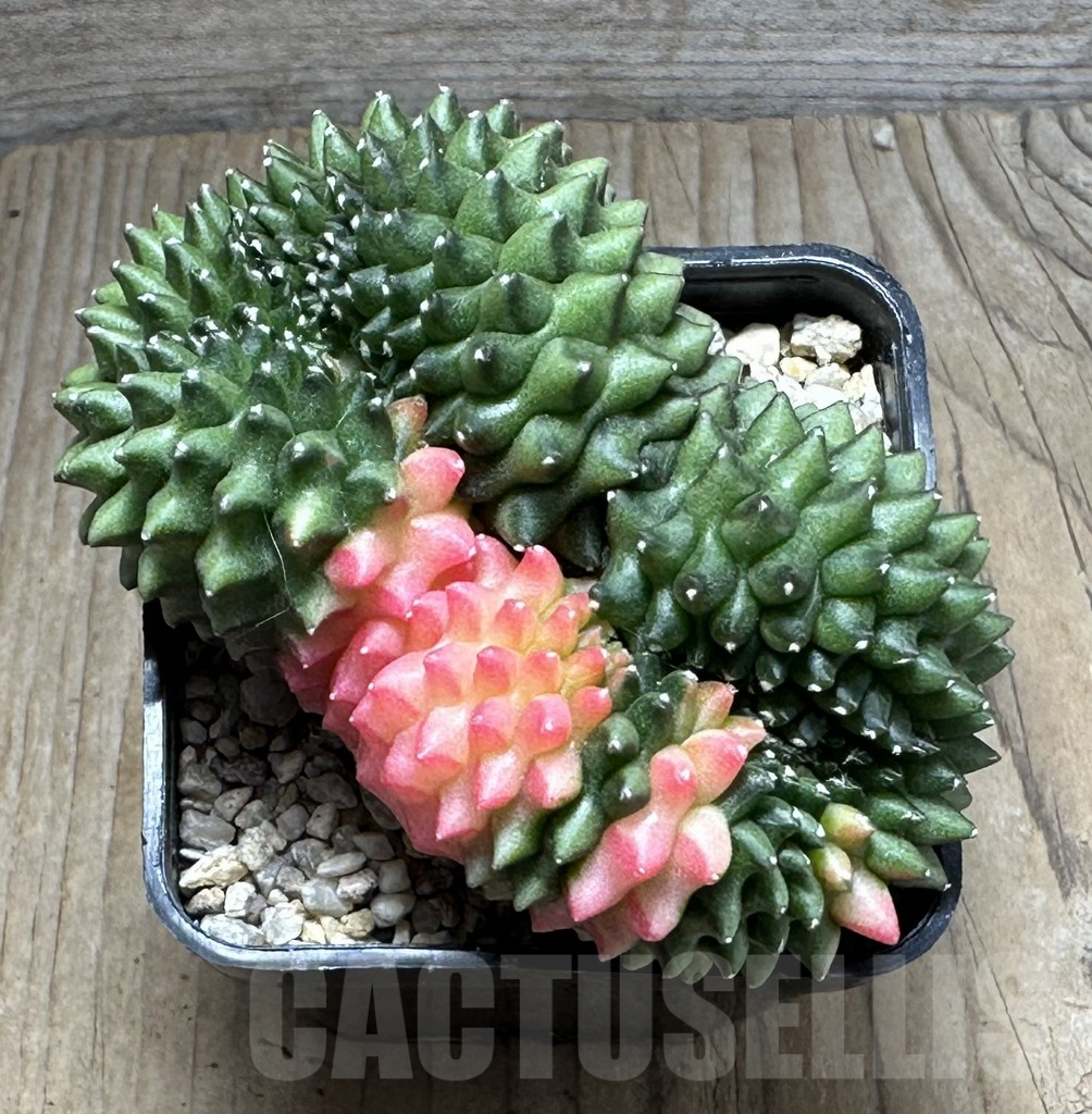 SHPR28614 Gymnocalycium mihanovichii ‘inermis’ f. cristata variegata - Image 2