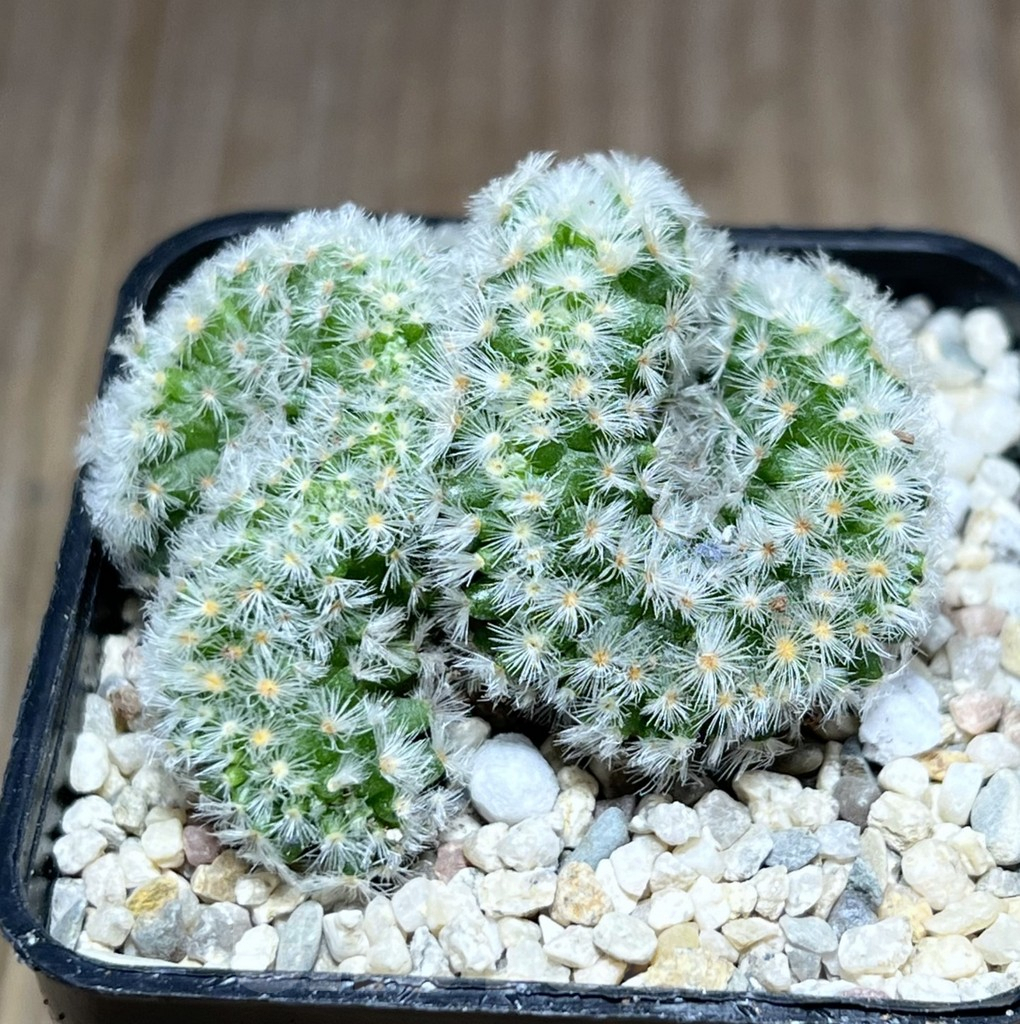 SHPR28022 Mammillaria carmenae f. cristata