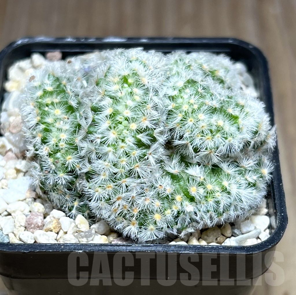 SHPR28022 Mammillaria carmenae f. cristata – Bild 2