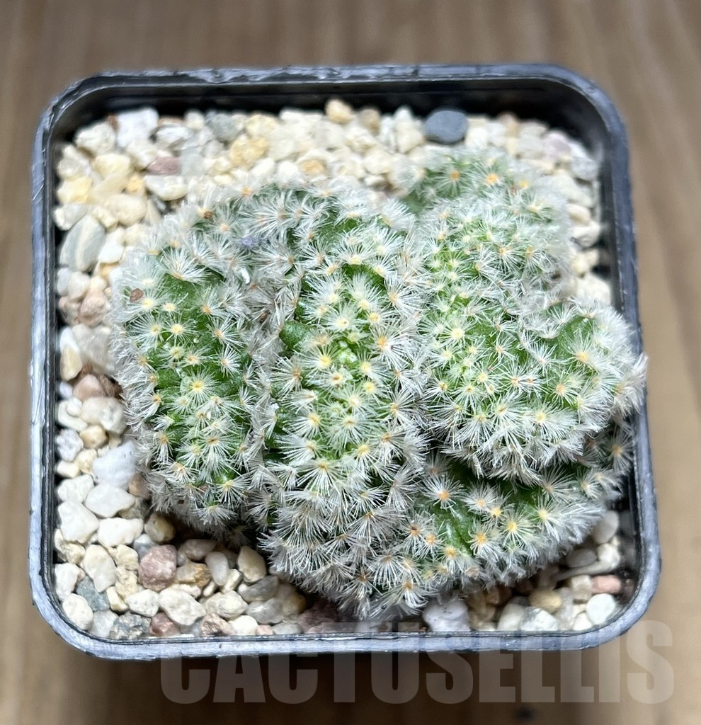 SHPR28022 Mammillaria carmenae f. cristata – Bild 3