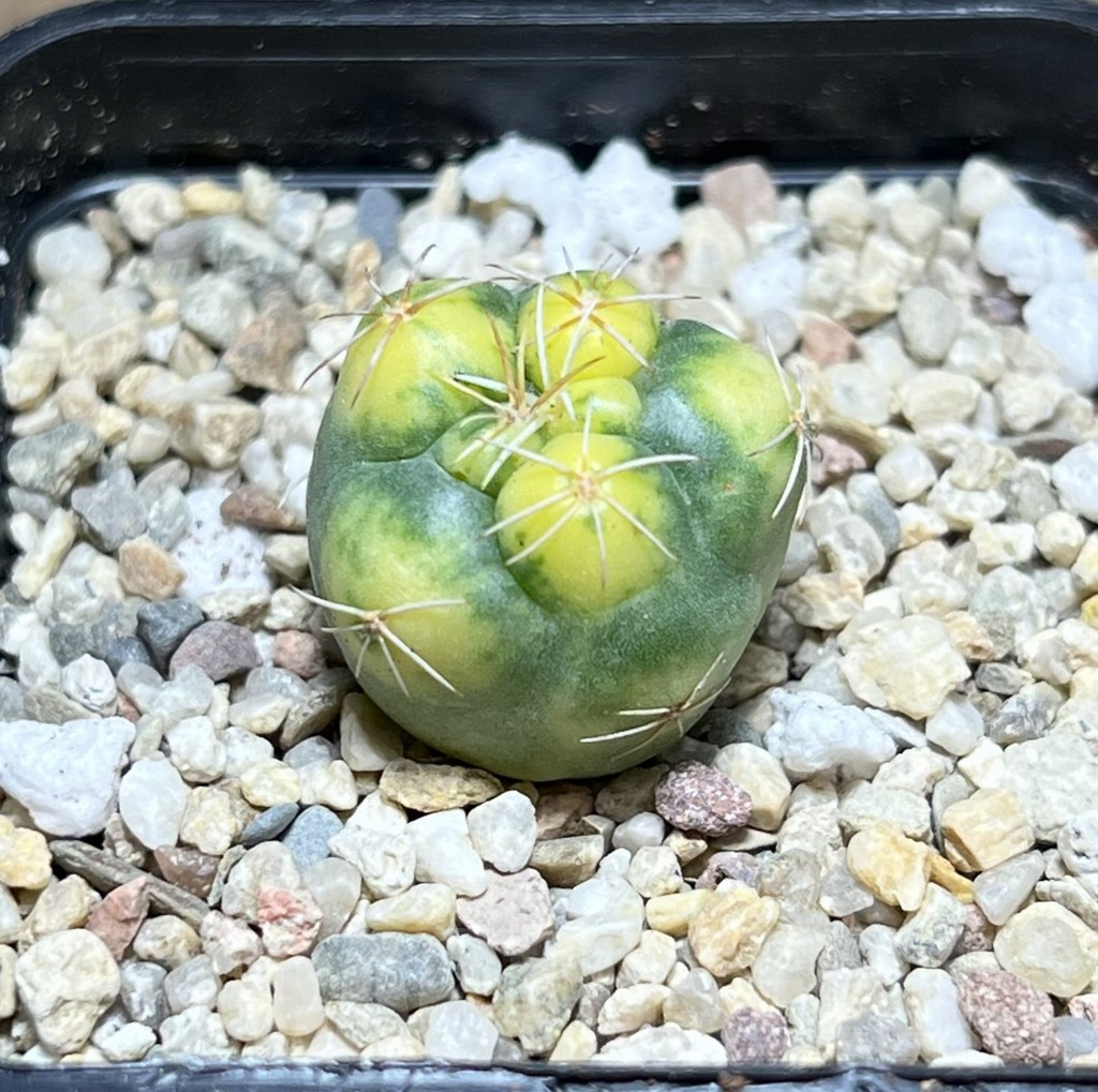 SHPR28029 Coryphantha elephantidens f. variegata