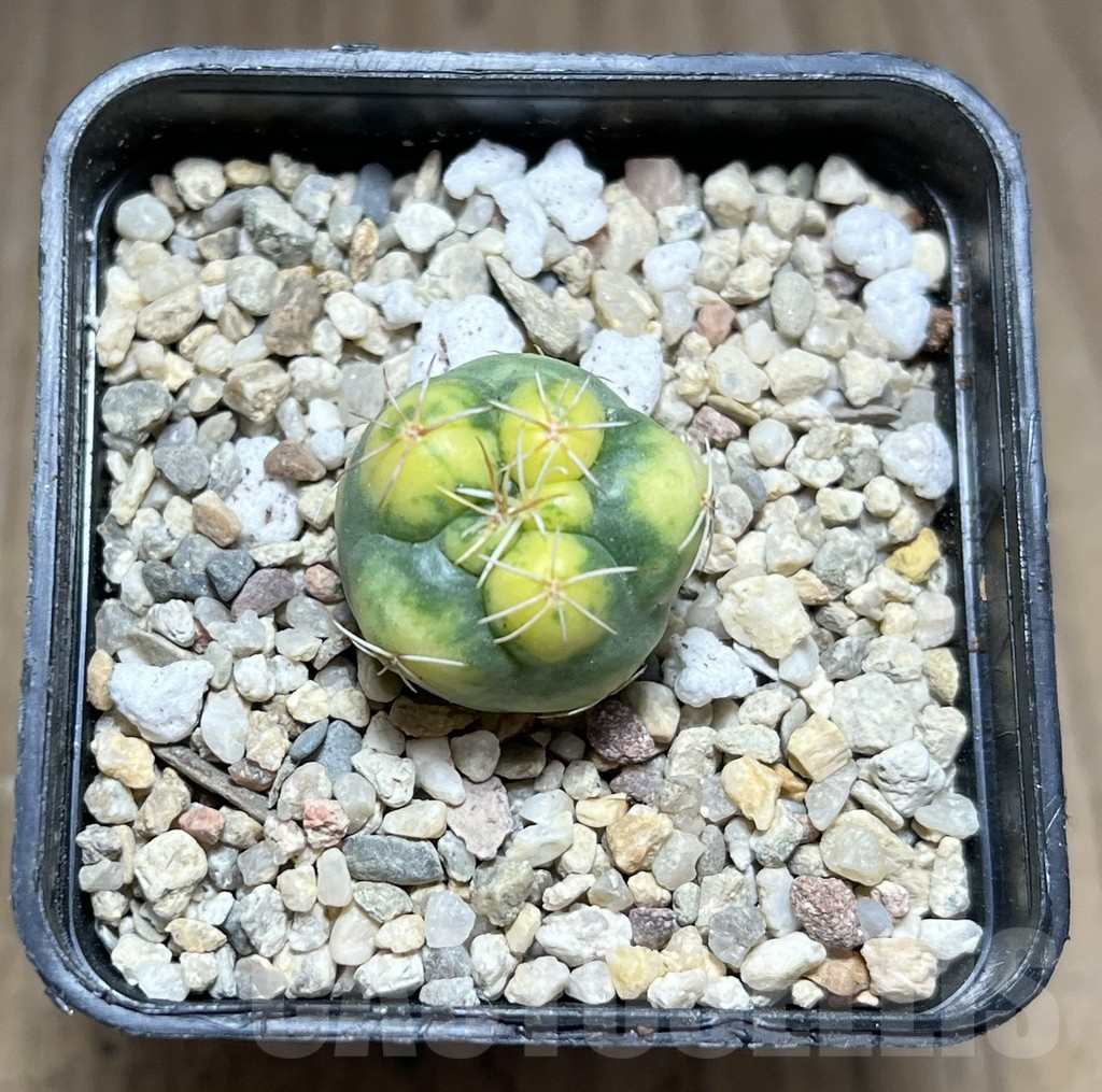 SHPR28029 Coryphantha elephantidens f. variegata - Image 2