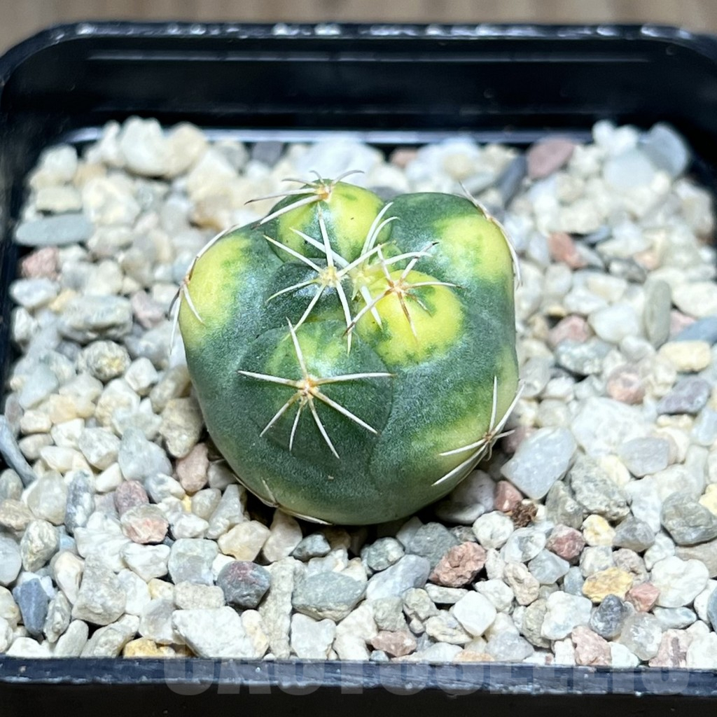 SHPR28031 Coryphantha elephantidens f. variegata