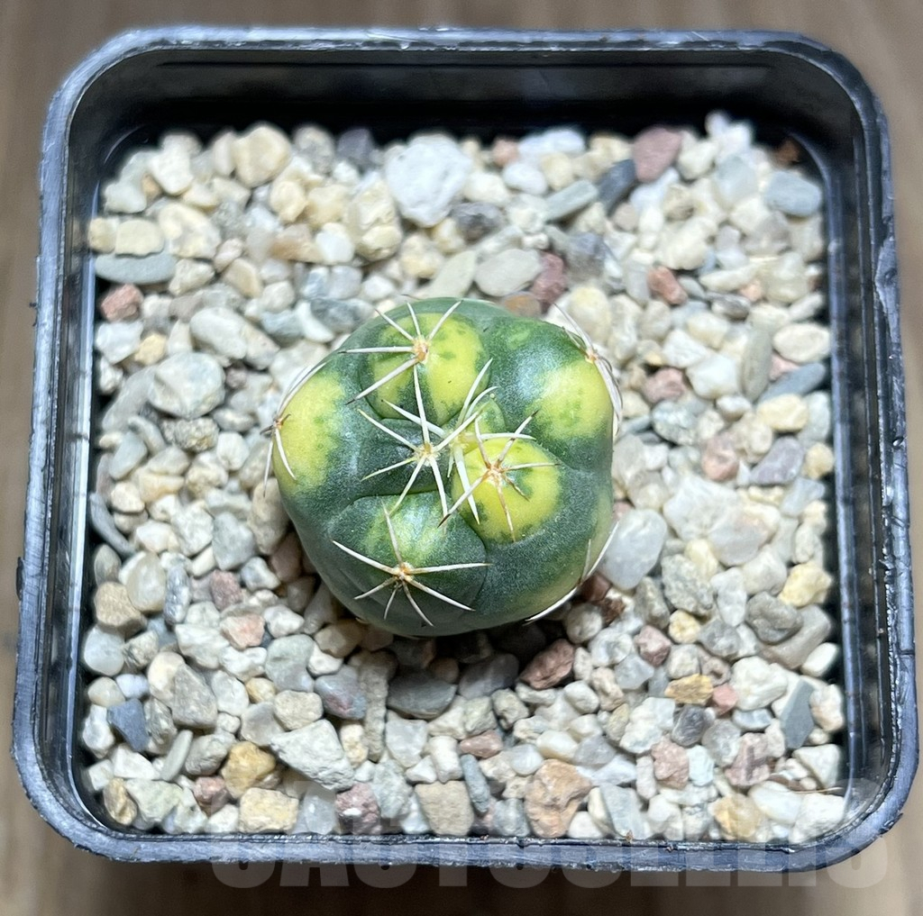 SHPR28031 Coryphantha elephantidens f. variegata - Image 2