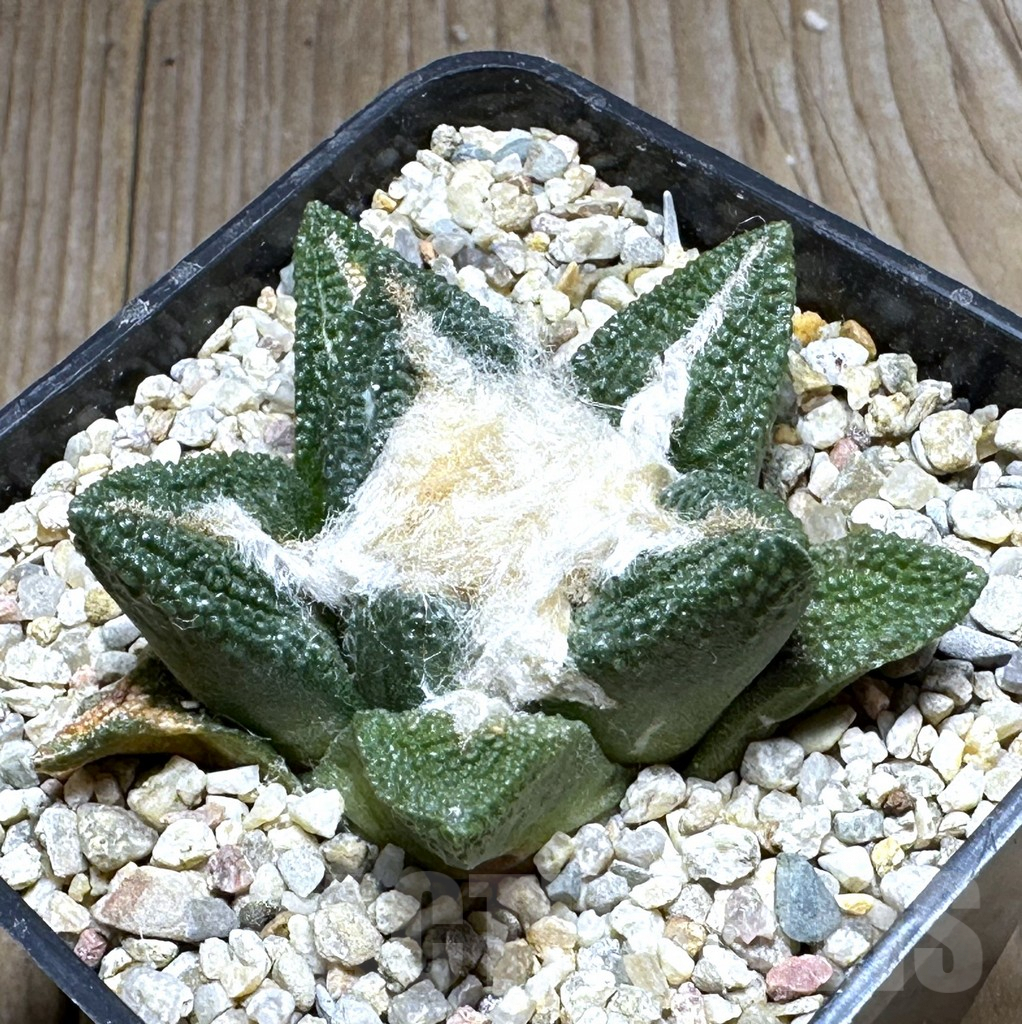 SHPR28626 Ariocarpus fissuratus v. hintonii