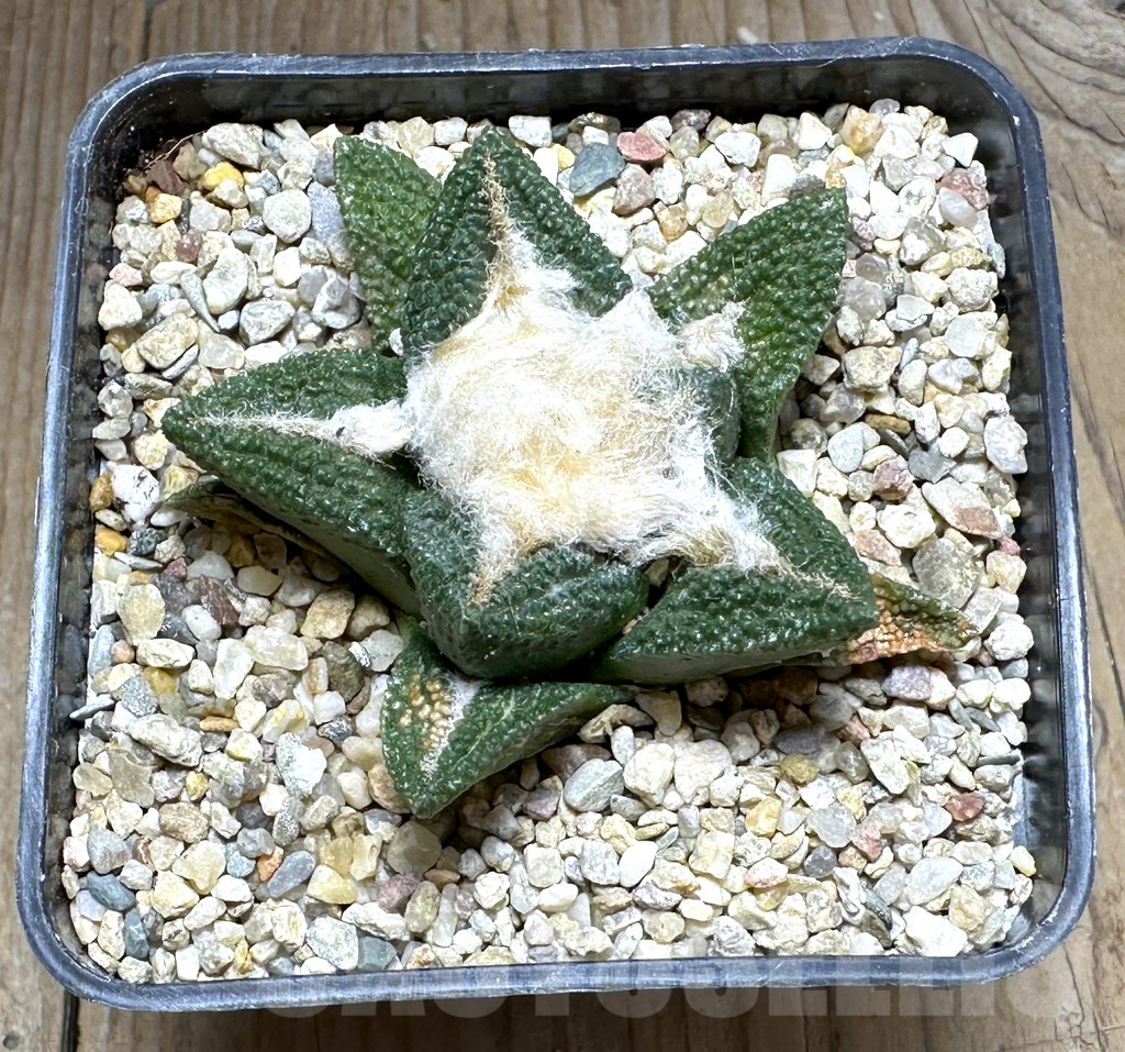 SHPR28626 Ariocarpus fissuratus v. hintonii – Image 2