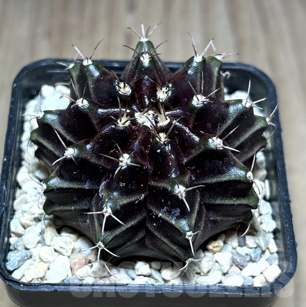 SHPR28034 Gymnocalycium mihanovichii ‘Black Widow’, seedling