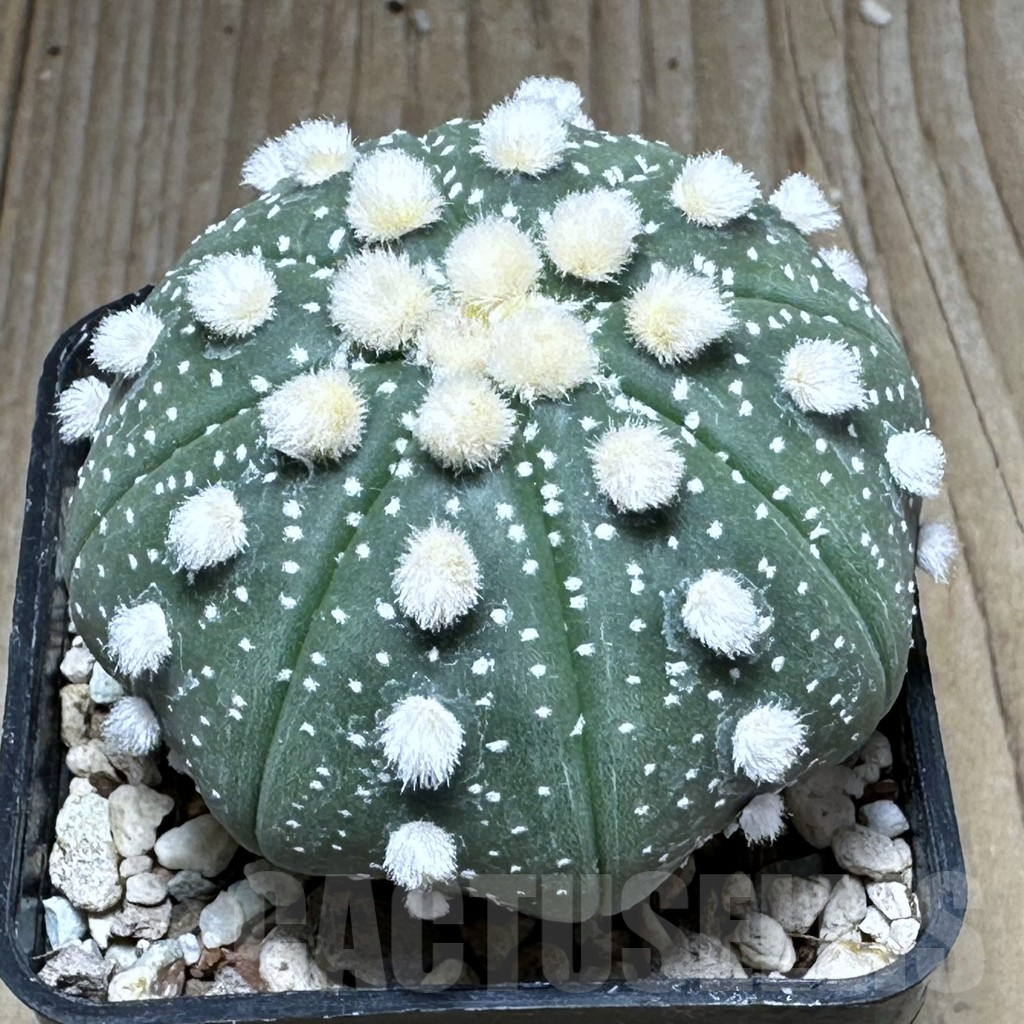 SHPR28627 Astrophytum asterias ‘Ooibo’