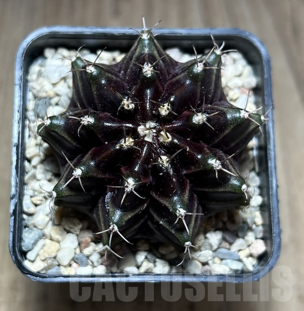 SHPR28034 Gymnocalycium mihanovichii ‘Black Widow’, seedling - Image 2
