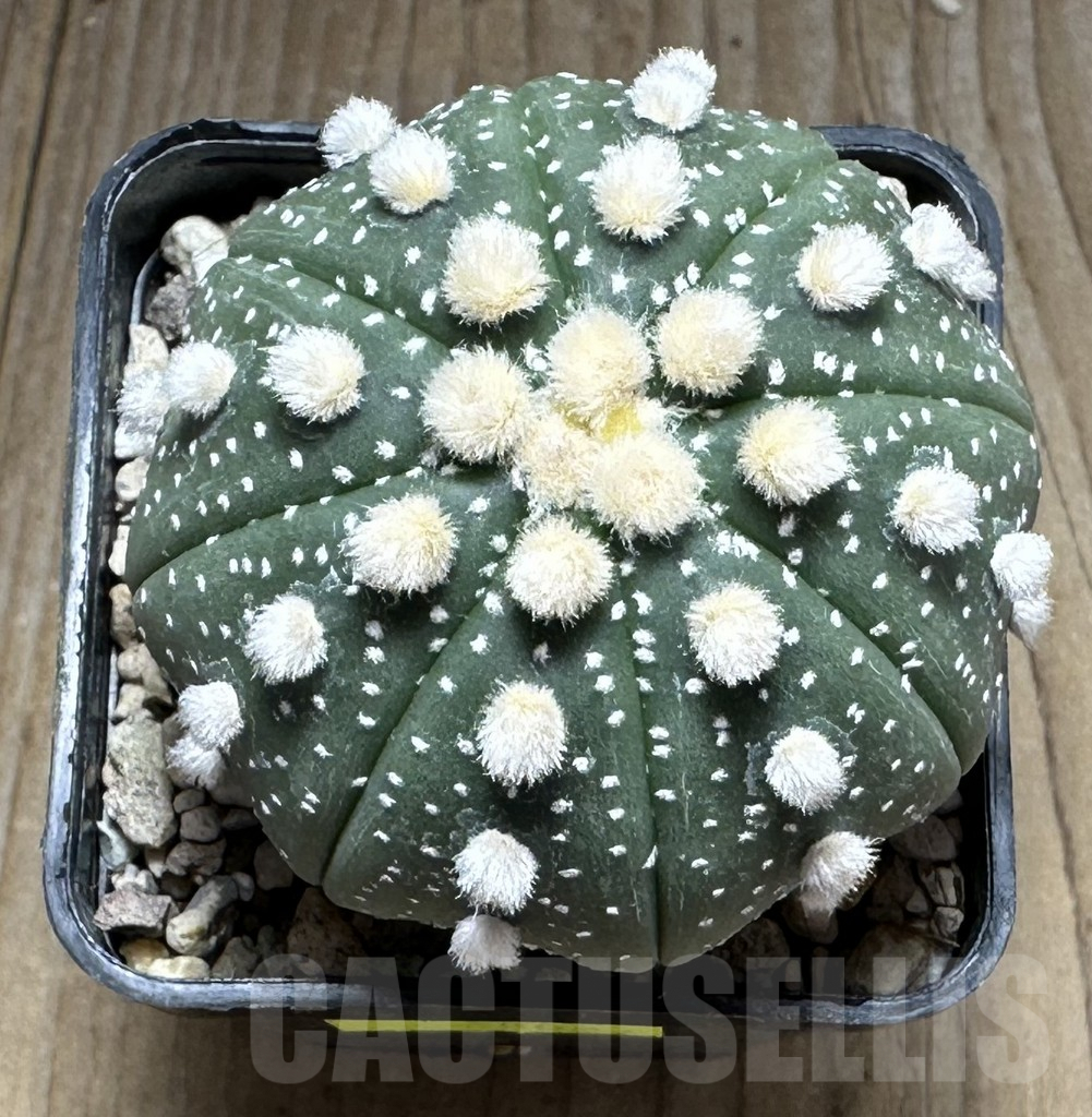 SHPR28627 Astrophytum asterias ‘Ooibo’ – Image 2