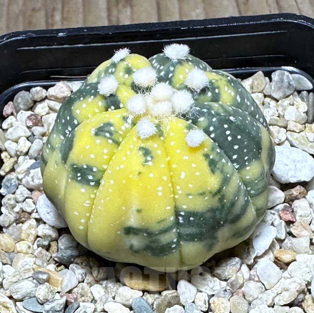 SHPR28629 Astrophytum asterias ‘Ooibo’ f. variegata