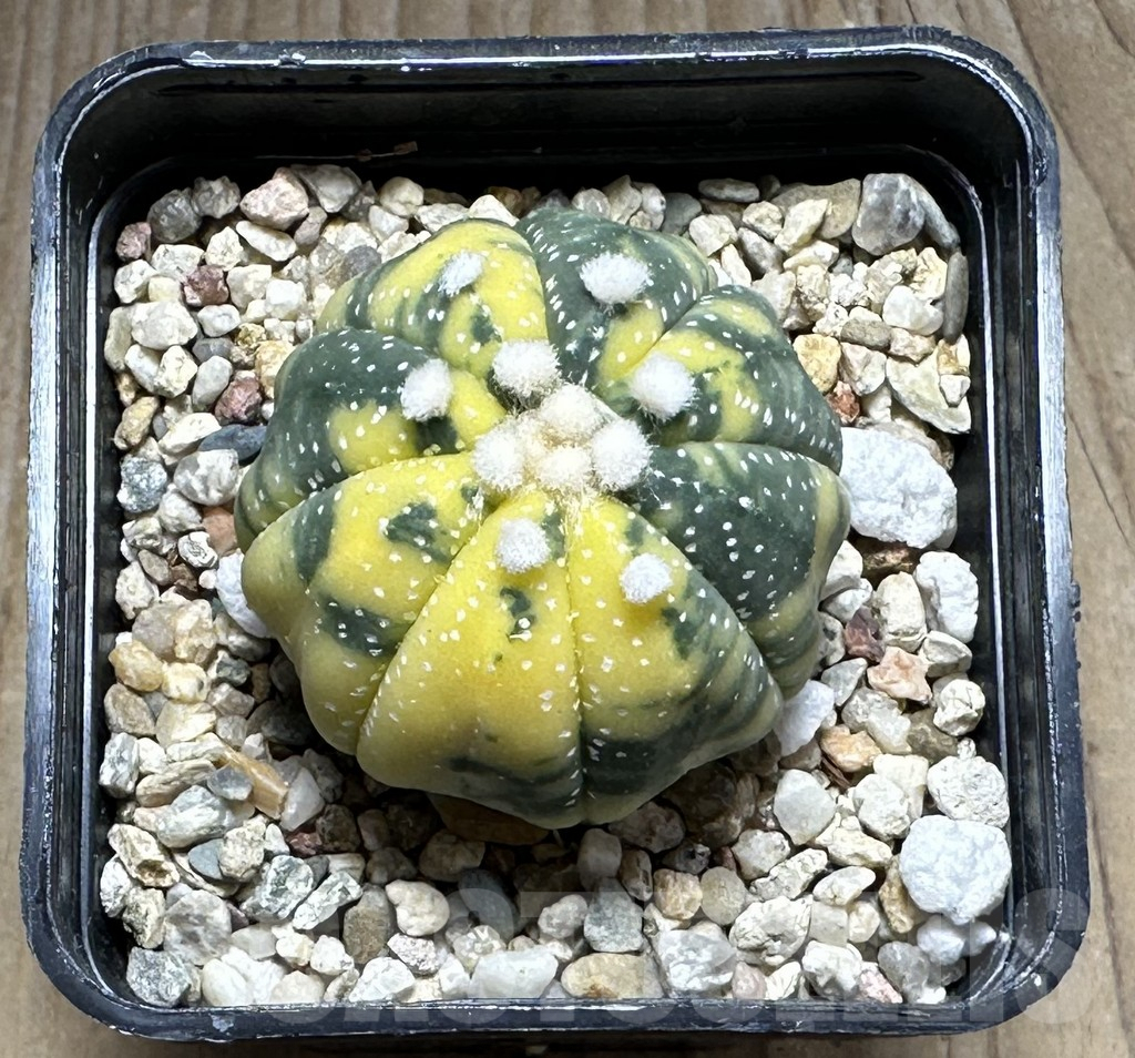 SHPR28629 Astrophytum asterias ‘Ooibo’ f. variegata - Image 2