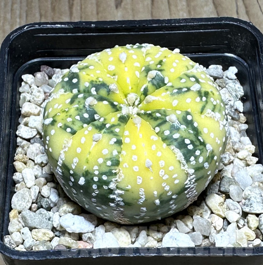 SHPR28630 Astrophytum asterias ‘Super Kabuto’ f. variegata