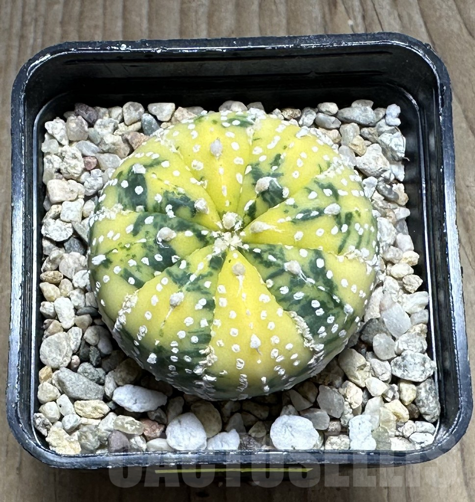 SHPR28630 Astrophytum asterias ‘Super Kabuto’ f. variegata - Image 2