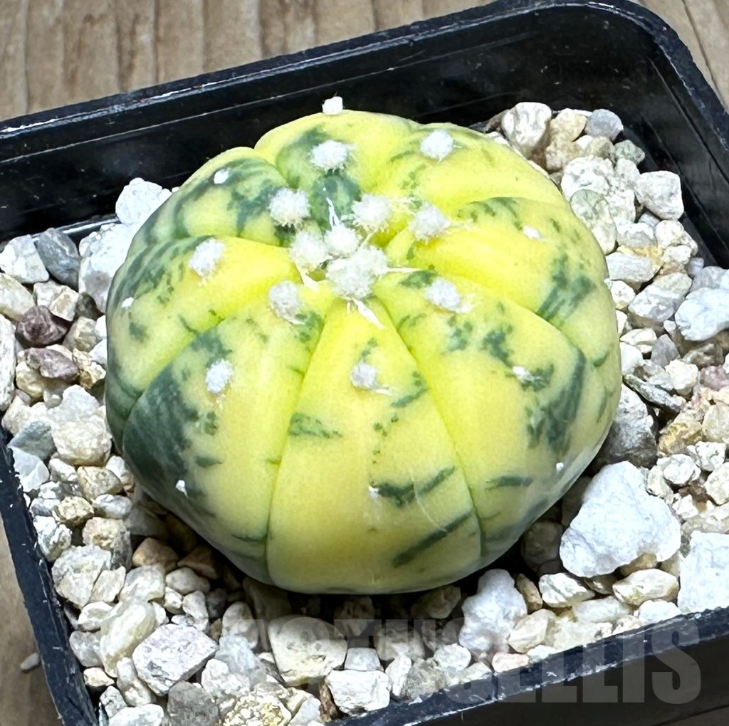 SHPR28631 Astrophytum asterias ‘Ooibo’ f. variegata