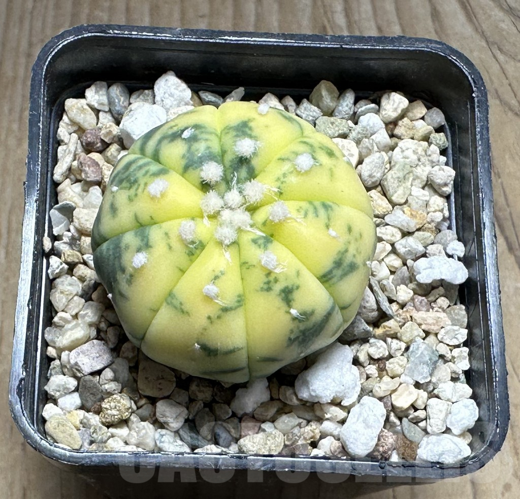 SHPR28631 Astrophytum asterias ‘Ooibo’ f. variegata - Image 2