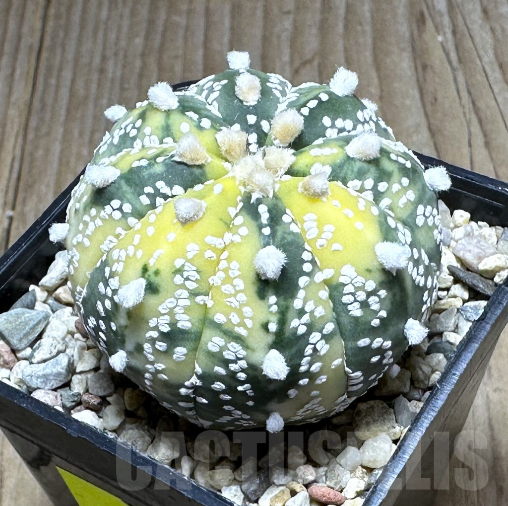 SHPR28632 Astrophytum asterias ‘Super Kabuto’ f. variegata