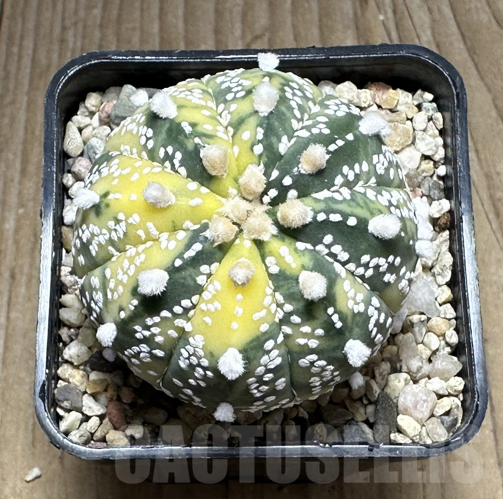SHPR28632 Astrophytum asterias ‘Super Kabuto’ f. variegata - Image 2
