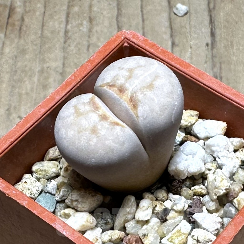 SHPR28635 Lithops julii ‘Hot Lips’