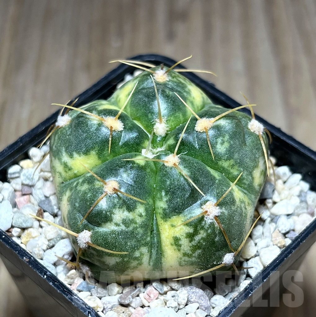 SHPR28042 Gymnocalycium horstii f. variegata