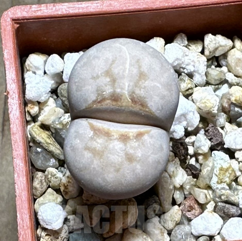 SHPR28635 Lithops julii ‘Hot Lips’ - Image 2