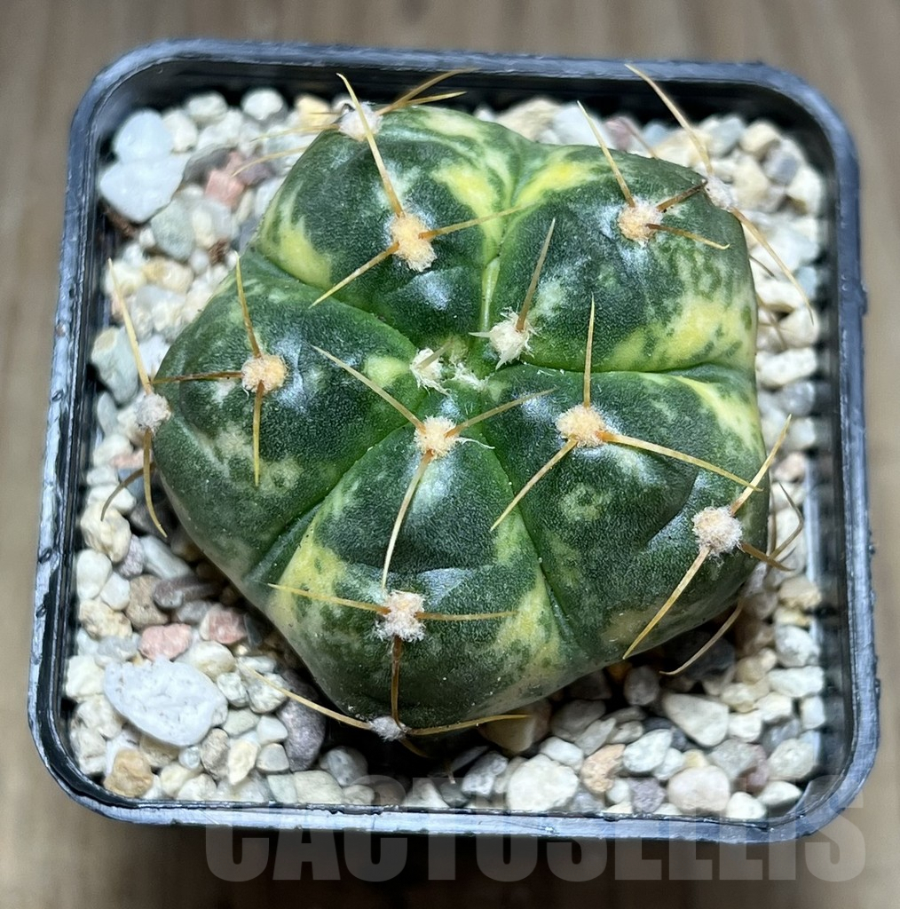 SHPR28042 Gymnocalycium horstii f. variegata - Image 2