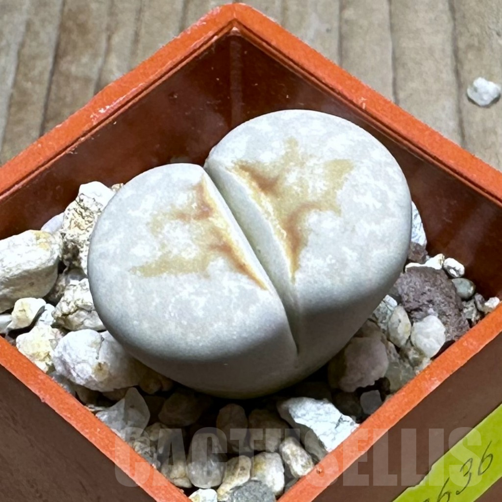 SHPR28636 Lithops julii ‘Hot Lips’