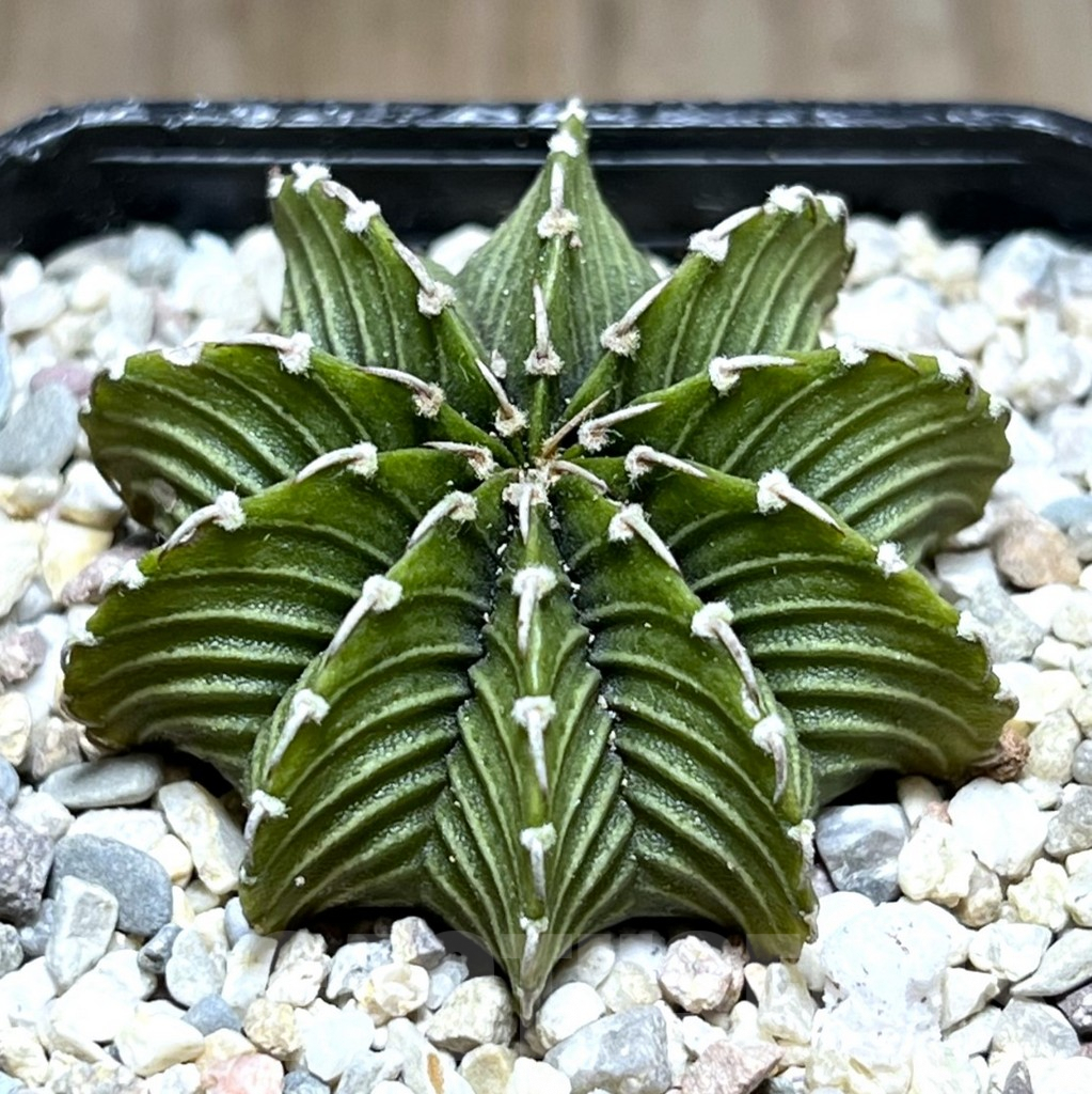 SHPR28045 Gymnocalycium friedrichii LB 2178 ‘Lime color’